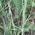 Dianthus deltoides Pokrój