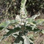 Asclepias eriocarpa Alkat (teljes növény)