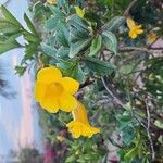 Allamanda schottii Blüte