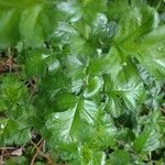 Jacobaea vulgarisFuelha
