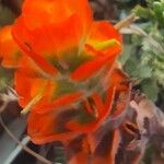 Castilleja mendocinensis 花