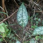 Pulmonaria affinis Likasa