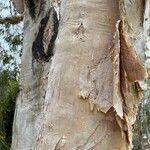 Melaleuca leucadendra Bark