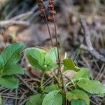 Orthilia secunda Leaf