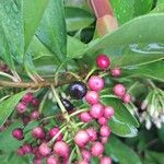 Ardisia elliptica Frucht