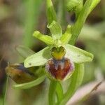 Ophrys sphegodes Blüte