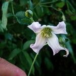 Clematis cirrhosaBlüte