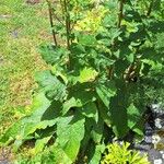 Verbascum nigrum Folha