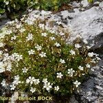 Saxifraga fragilis অভ্যাস