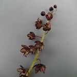 Maianthemum purpureum Otro