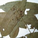 Trichilia quadrijuga Otro
