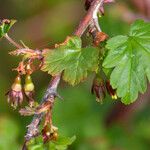 Ribes divaricatum Folla