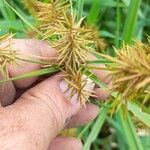 Cyperus odoratus Květ