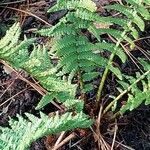 Dryopteris oreades 葉