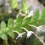 Angraecum aporoides Flower