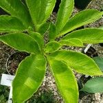 Amorphophallus bulbifer Leaf