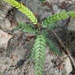 Gleditsia triacanthosLeaf