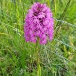 Anacamptis pyramidalisBlodyn