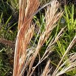 Andropogon bicornis Fruit