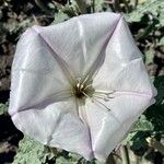 Datura ceratocaula 花