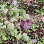 Viburnum rufidulum Blad