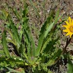 Wyethia angustifolia Hábito