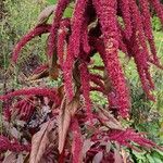 Amaranthus hypochondriacusफूल