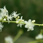 Grossera paniculata Flower