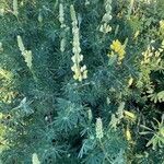 Lupinus arboreus Feuille