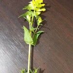 Rhinanthus major Blad