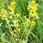 Barbarea vulgaris 花