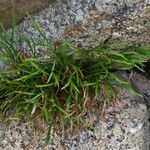 Asplenium septentrionale Leaf