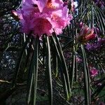 Rhododendron × geraldii Flower