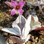 Kalanchoe pumila Blatt