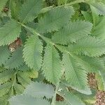 Melianthus major Blatt