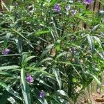 Ruellia angustifolia Kvet