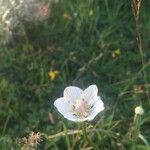 Parnassia palustrisFlower