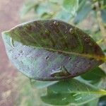 Psidium cattleianum List