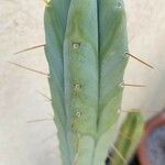 Myrtillocactus geometrizans Leaf