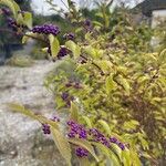 Callicarpa dichotoma Deilen