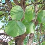 Erythrina velutina Leaf