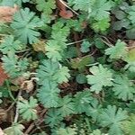 Geranium columbinum Blatt