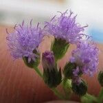 Fleischmannia microstemon Květ
