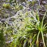 Lomandra insularis Flors