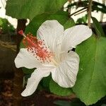 Hibiscus waimeae 花