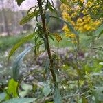 Solidago puberula Corteza