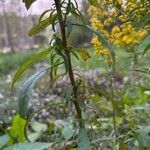 Solidago puberula Bark