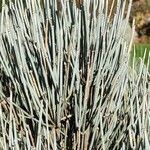 Ephedra intermedia Blad