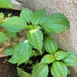 Pilea pumila Folha