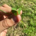 Oxalis dillenii Blatt